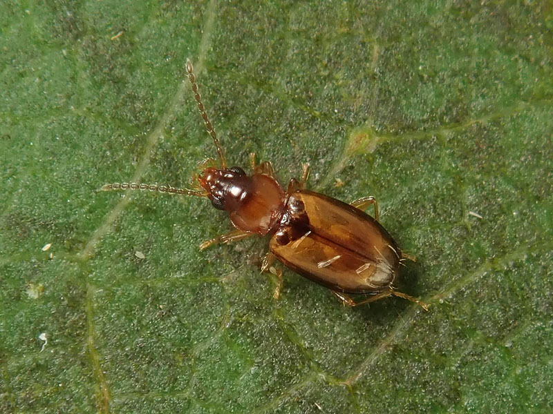 Carabidae: Tachys sp., anzi Paratachys micros